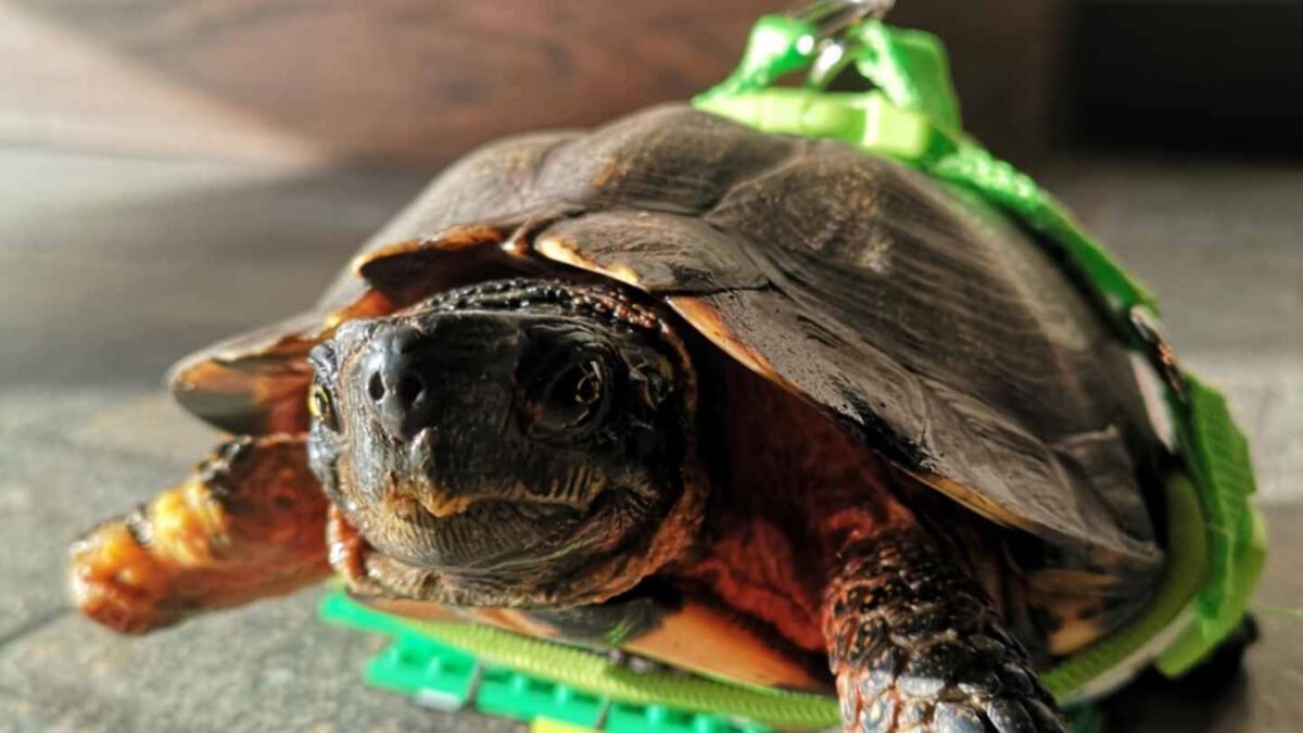 Crearon una silla de ruedas con piezas de Lego para devolver la movilidad a una tortuga con tres patas