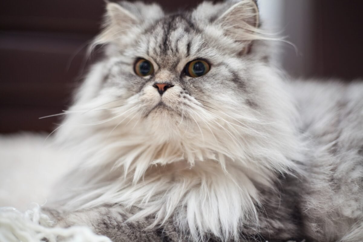 ¿Por qué los perros carlinos y gatos persas comparten caras achatadas?