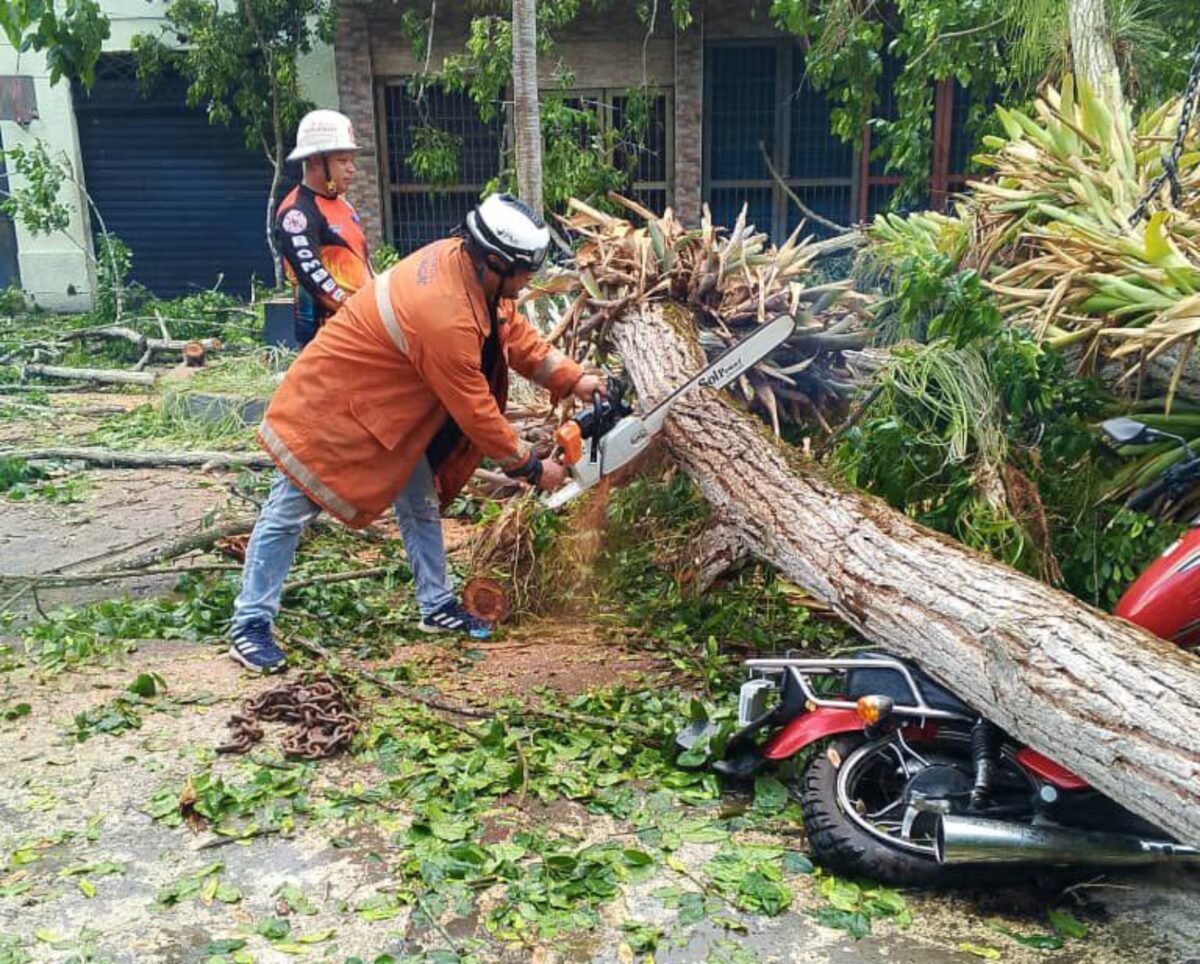 Dos fallecidos y al menos cuatro heridos dejó la caída de un árbol en Delta Amacuro: lo que se sabe