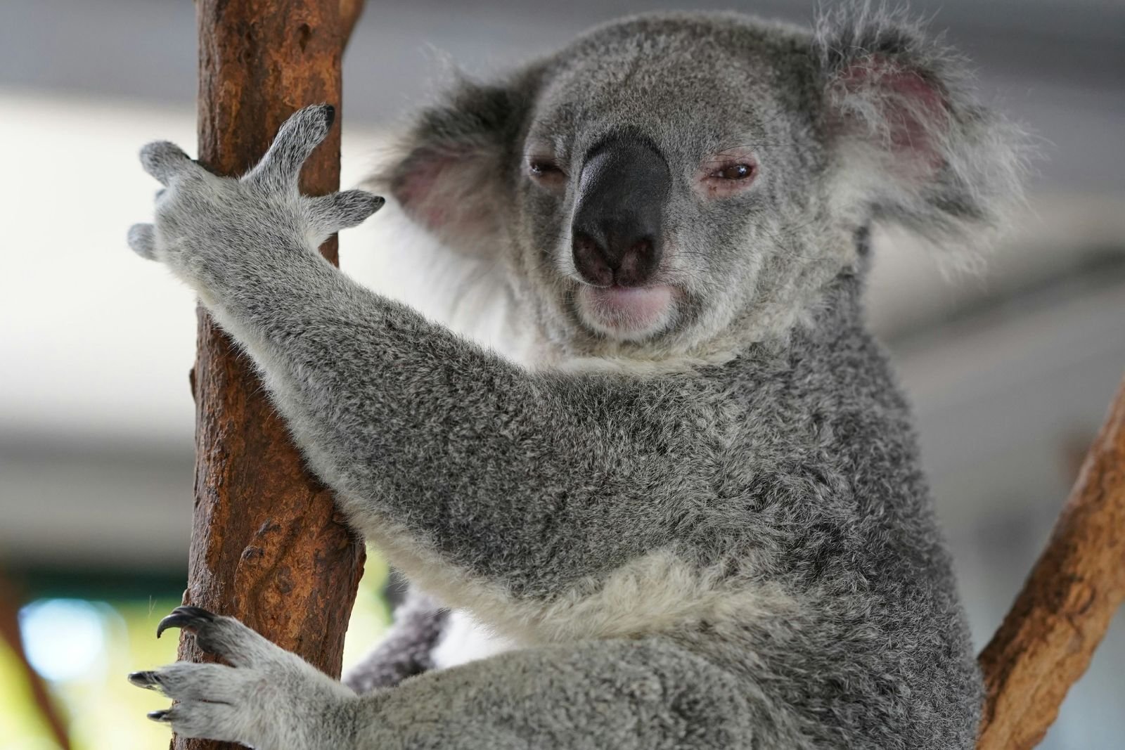 Australia sacrificó a más de 700 koalas en un parque nacional
