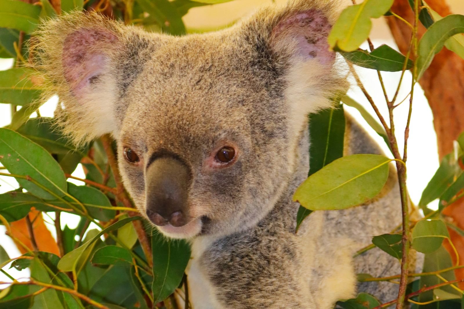 Australia sacrificó a más de 700 koalas en un parque nacional