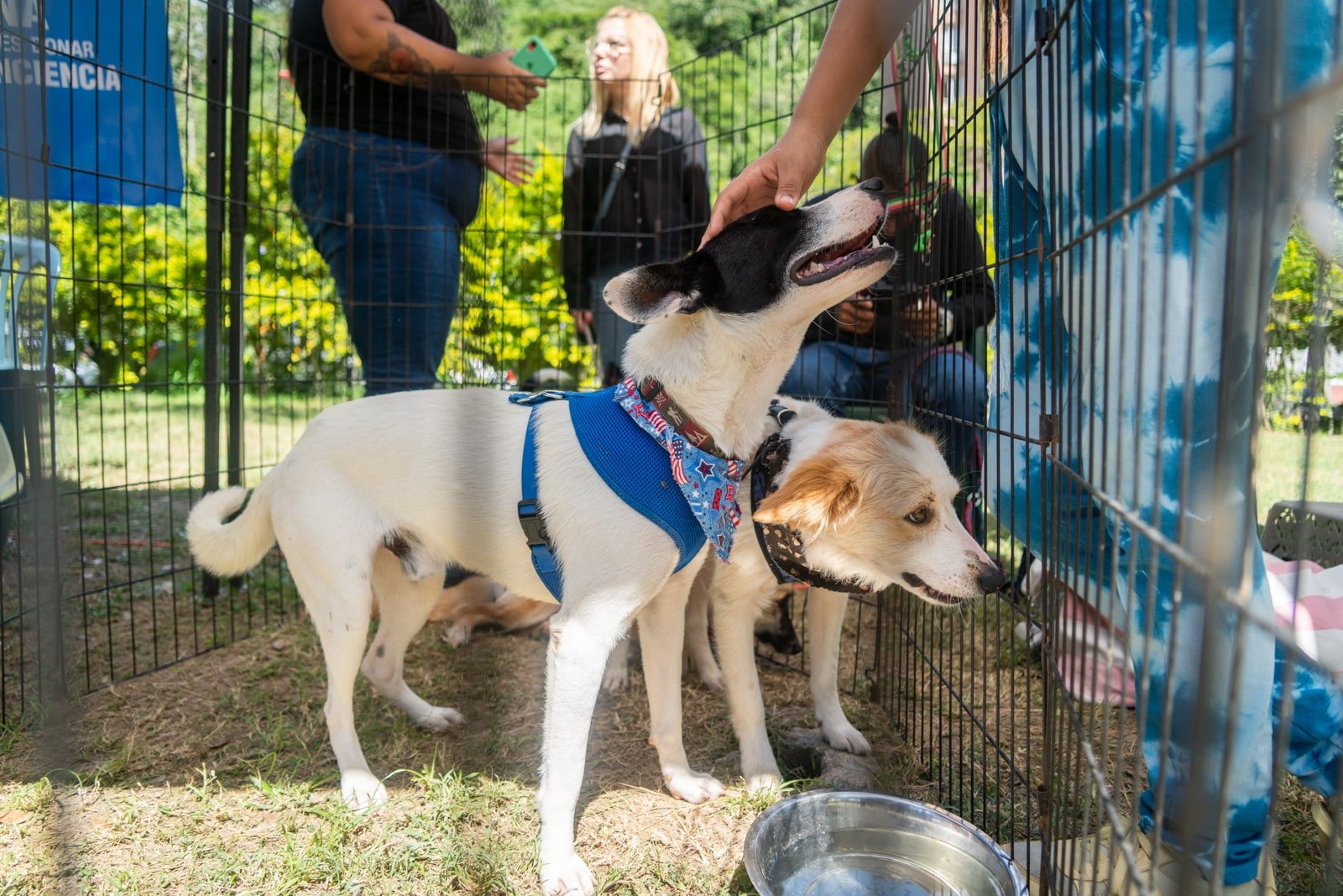 Yo adopto jornada de adopción de perros y gatos en Caracas Refugio El Valle parque mascotas Vizcaya El Diario Jose Daniel Ramos