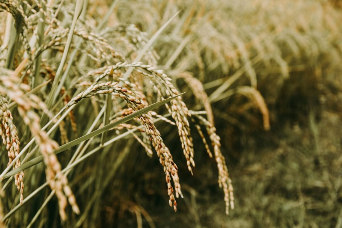 Informe reveló la presencia de arsénico en más de 100 marcas de arroz en EE UU