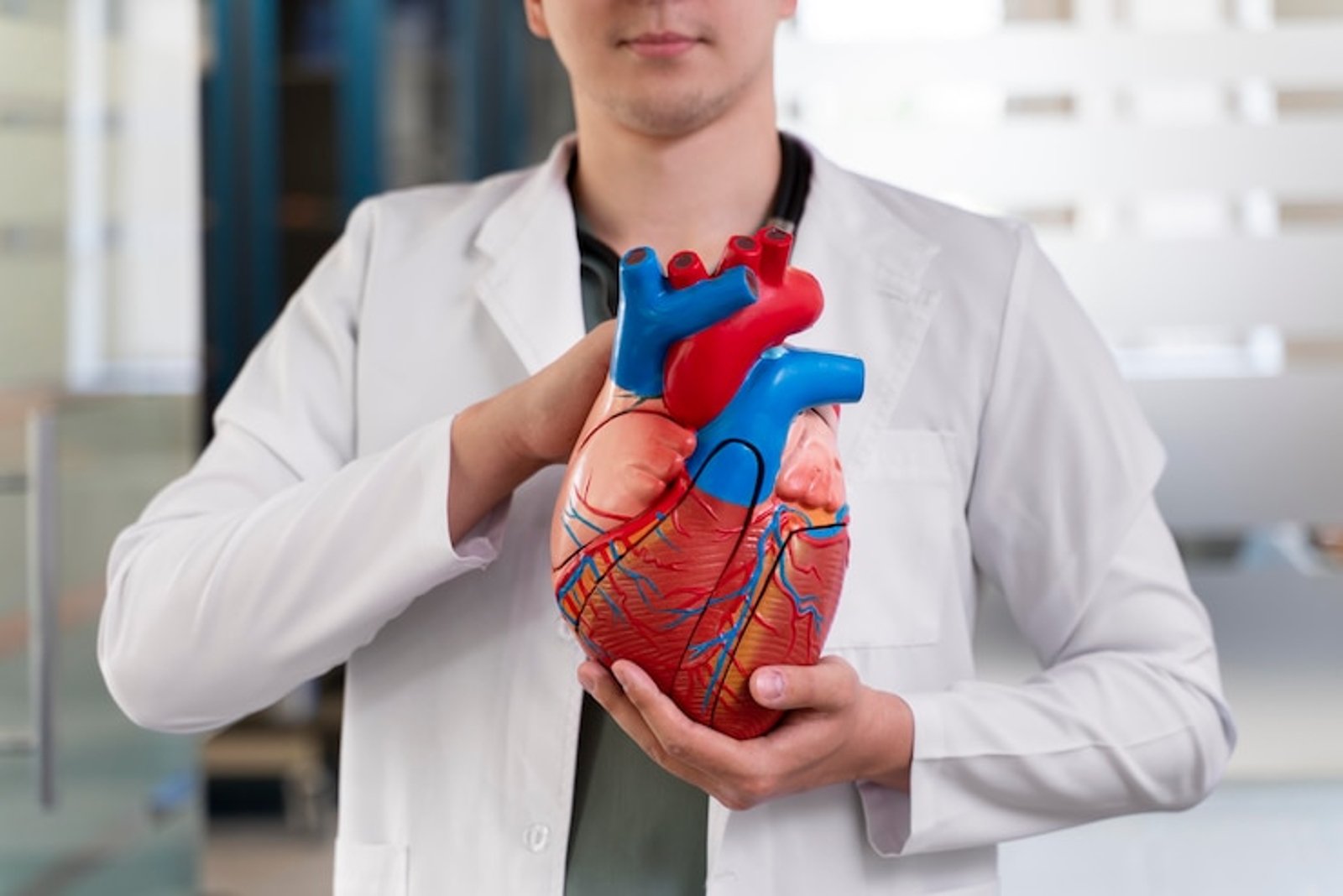 Crearon miles de corazones digitales en un laboratorio para estudiar las enfermedades cardíacas