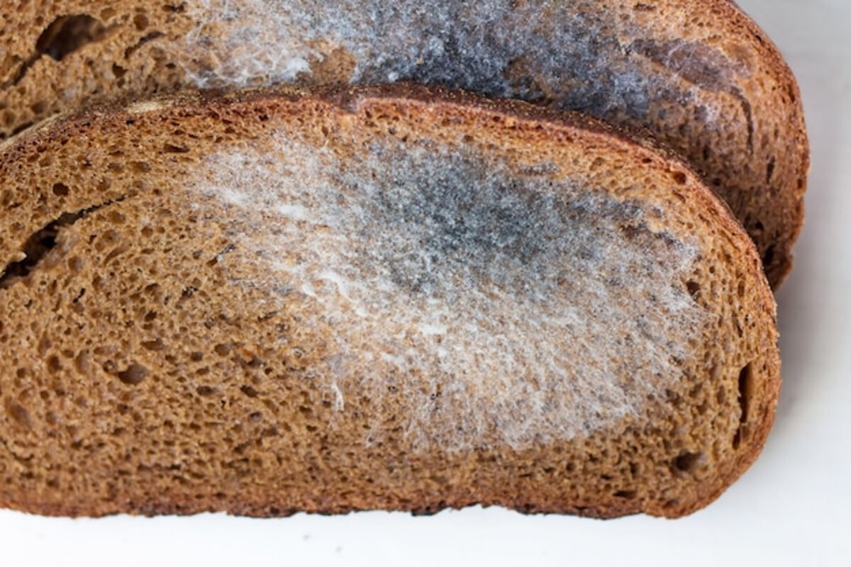 Zigomicosis: cuáles son los síntomas y tratamiento de la infección por hongos