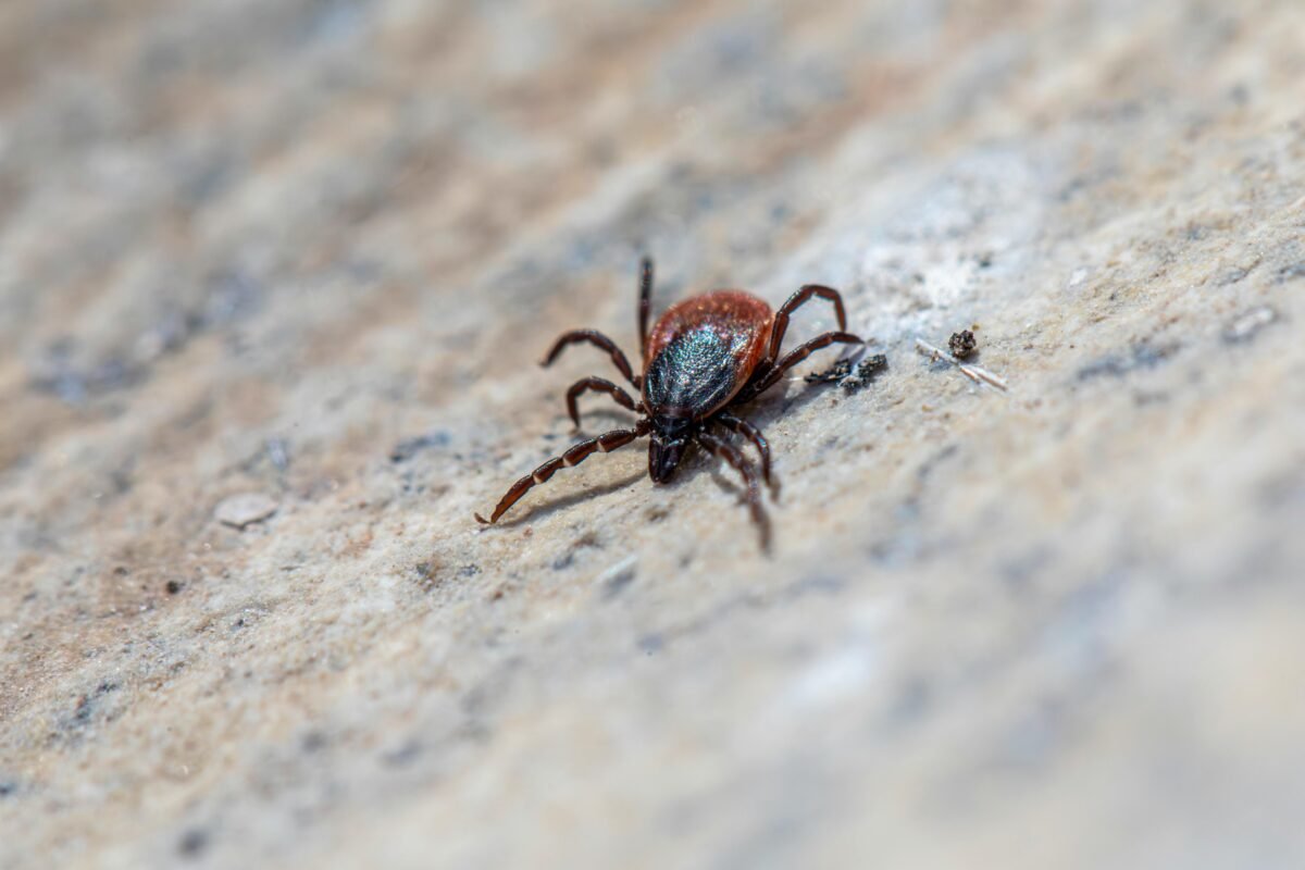 Vacuna contra la enfermedad de Lyme demuestra eficacia en los últimos ensayos