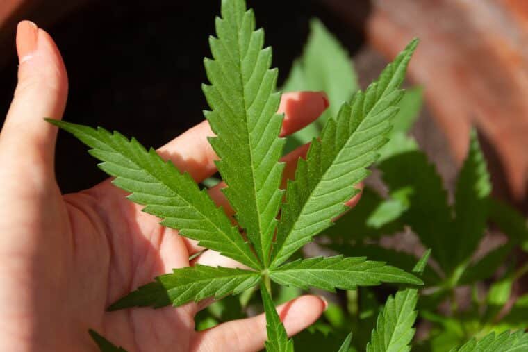 ¿En qué países está legalizada o despenalizada la marihuana?