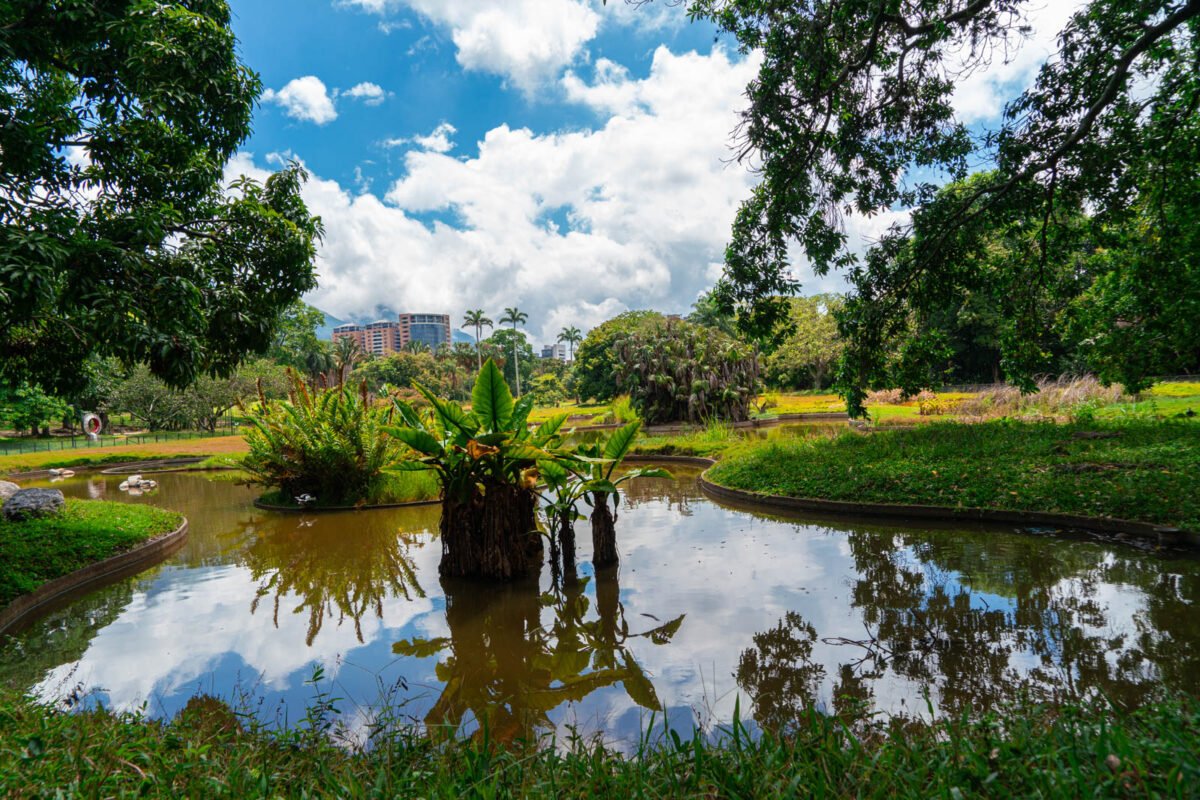 Los oasis de Caracas: espacios verdes que dan respiro a la ciudad