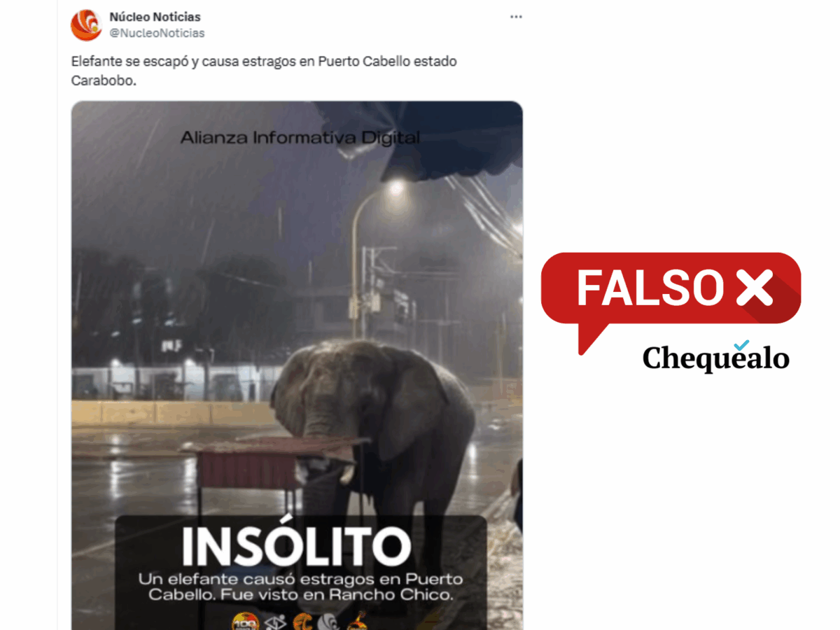 ¿Un elefante causó estragos en Puerto Cabello?
