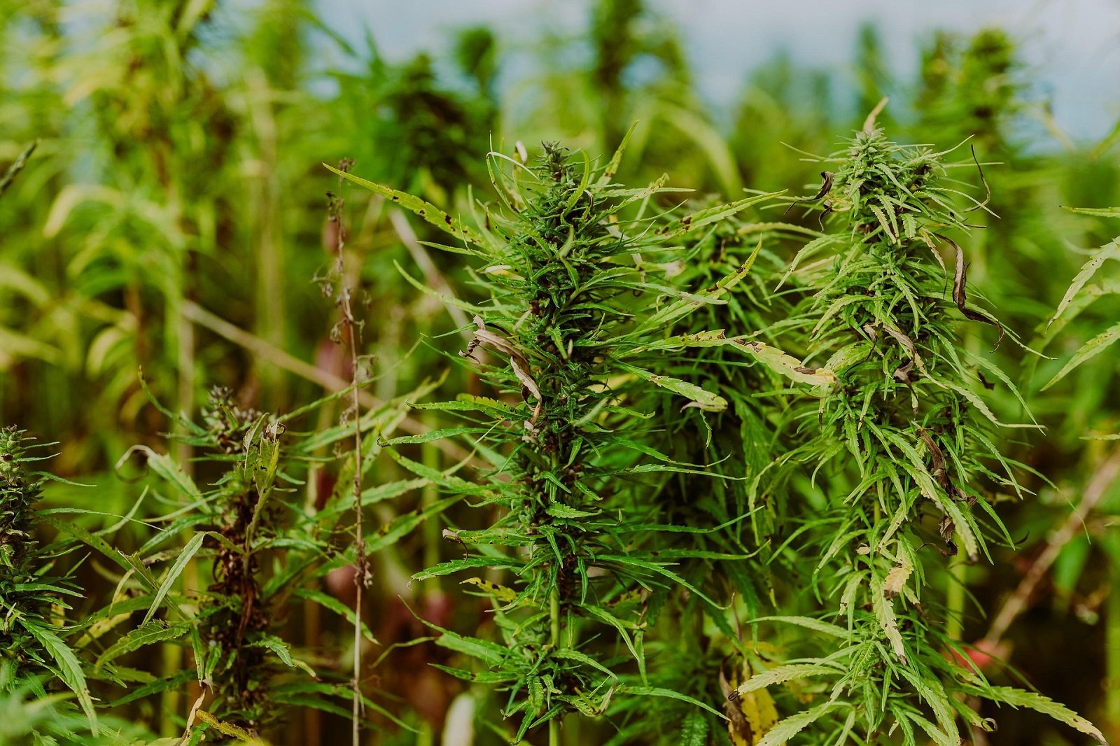 FANB detuvo a tres hombres en Barinas con 53,6 kilos de drogas