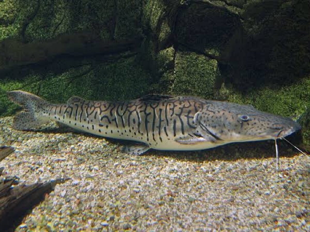 ¿Descubrieron una nueva especie de pez en Venezuela?