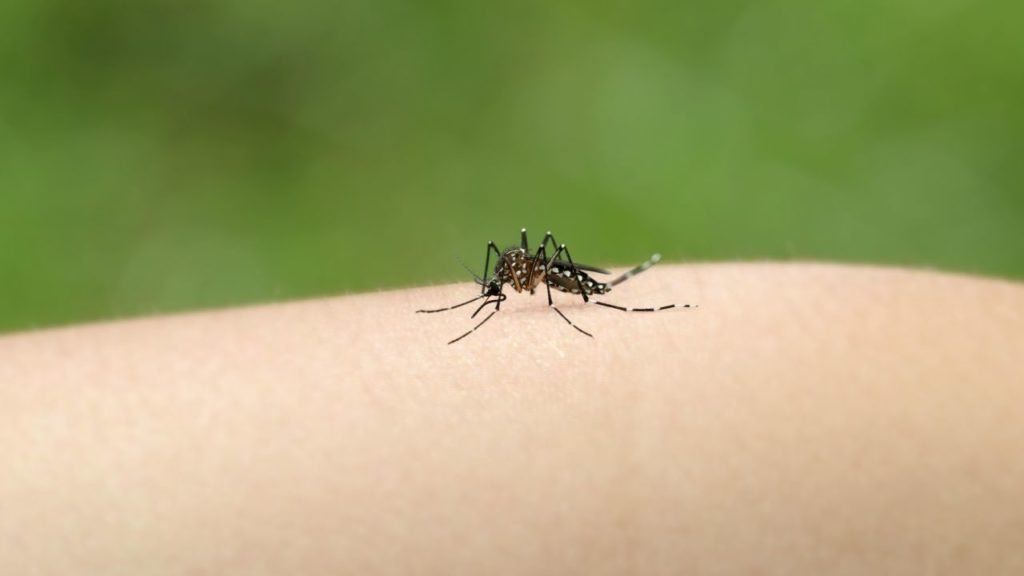 Cómo evitar criaderos de mosquitos ante la temporada de lluvias en Venezuela