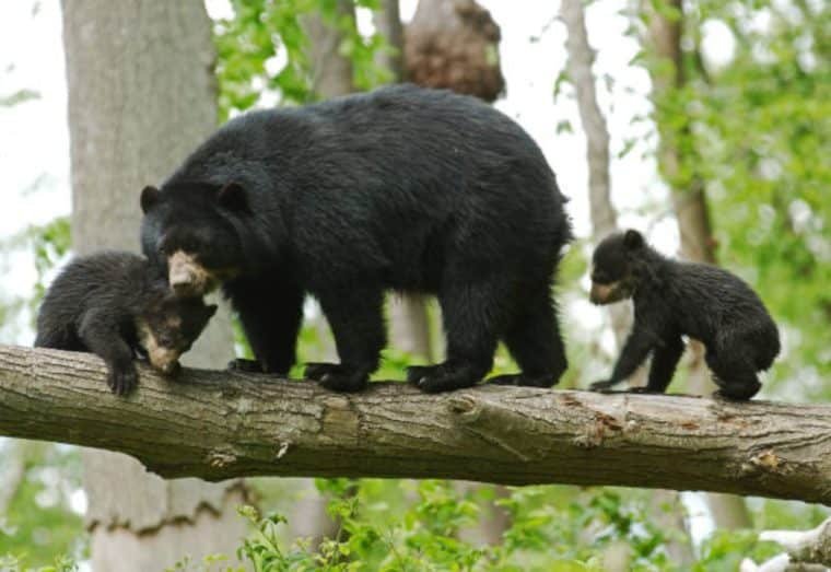 Captaron en video dos nuevos cachorros de oso frontino en Trujillo: los detalles