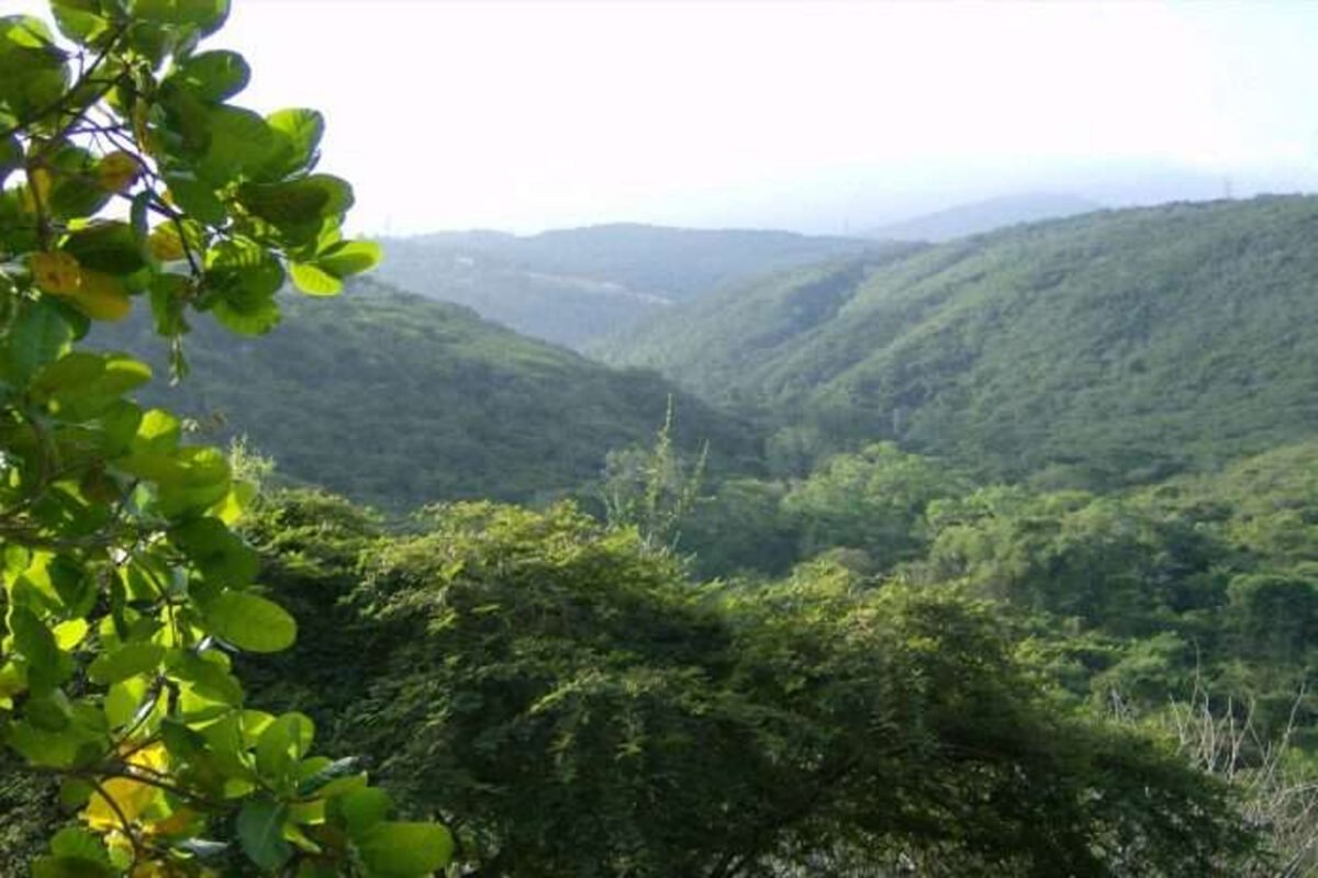 Extendieron la zona protegida en el parque nacional Terepaima para salvaguardar al oso frontino