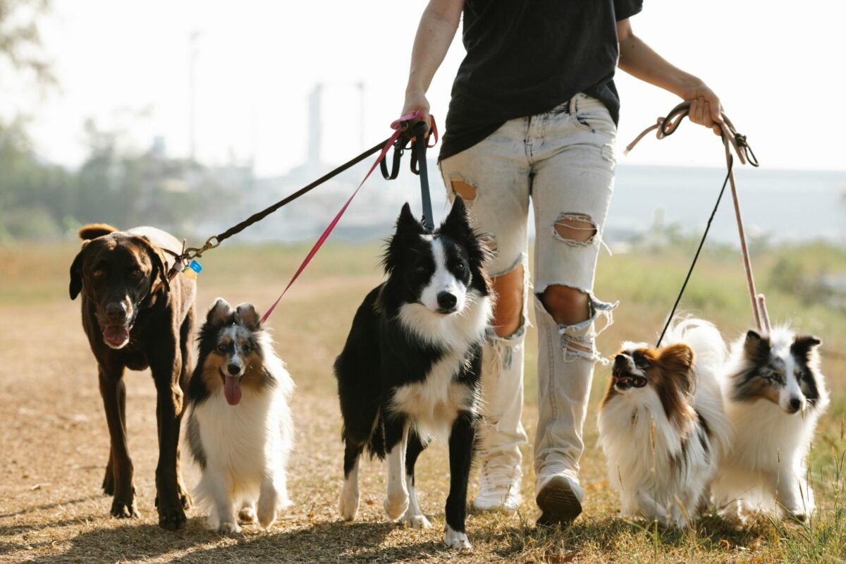 El auge de los cuidadores de mascotas en Caracas: “Los perros se han convertido en parte de la familia”